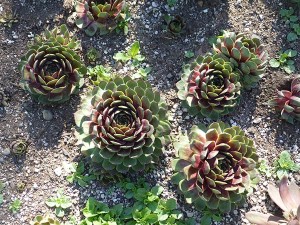 Sempervivum Silver King