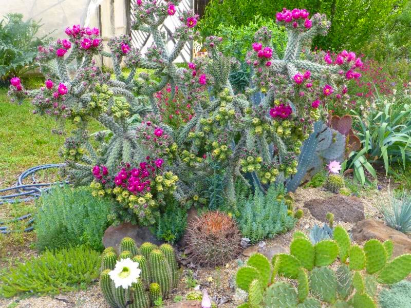 drought proof garden in bloom